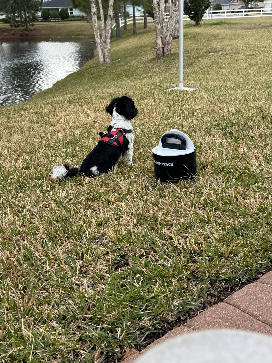 Customer photo review of Pup Stack