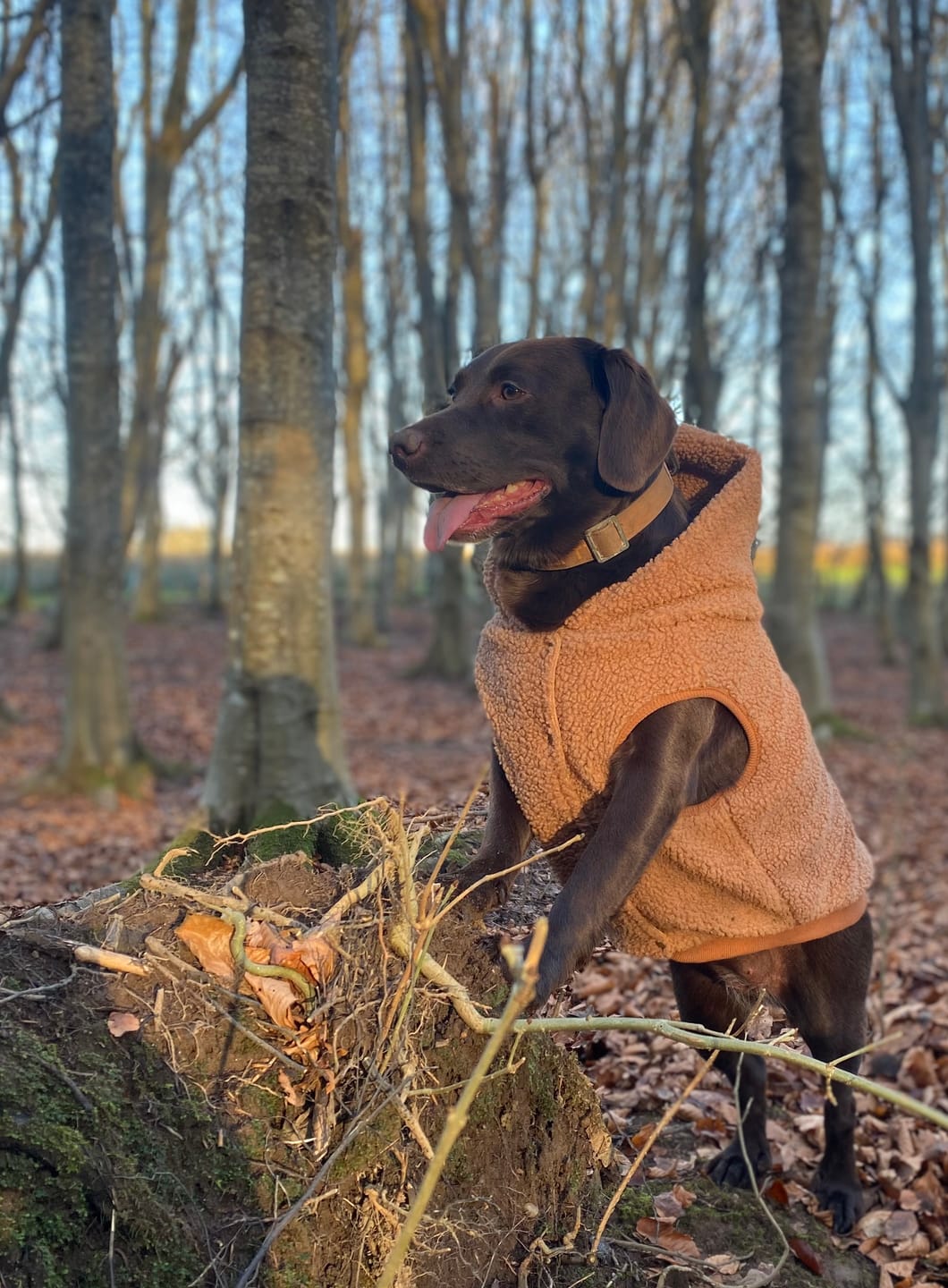 Customer photo review of Teddy Sherpa Fleece Dog Jacket - Brown