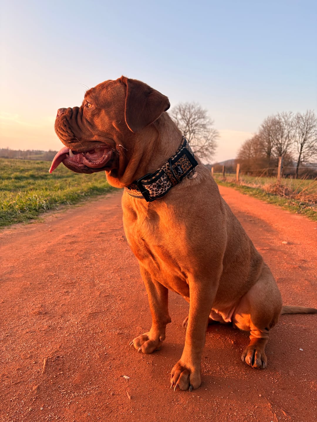 Customer photo review of Active Komfort Leopard - Brett slitstarkt hundhalsband med spänne
