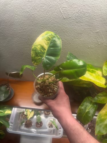 Customer photo review of Variegated Burle Marx Philodendron Cuttings- Indoor & Outdoor Live Tropical House plant - US Seller