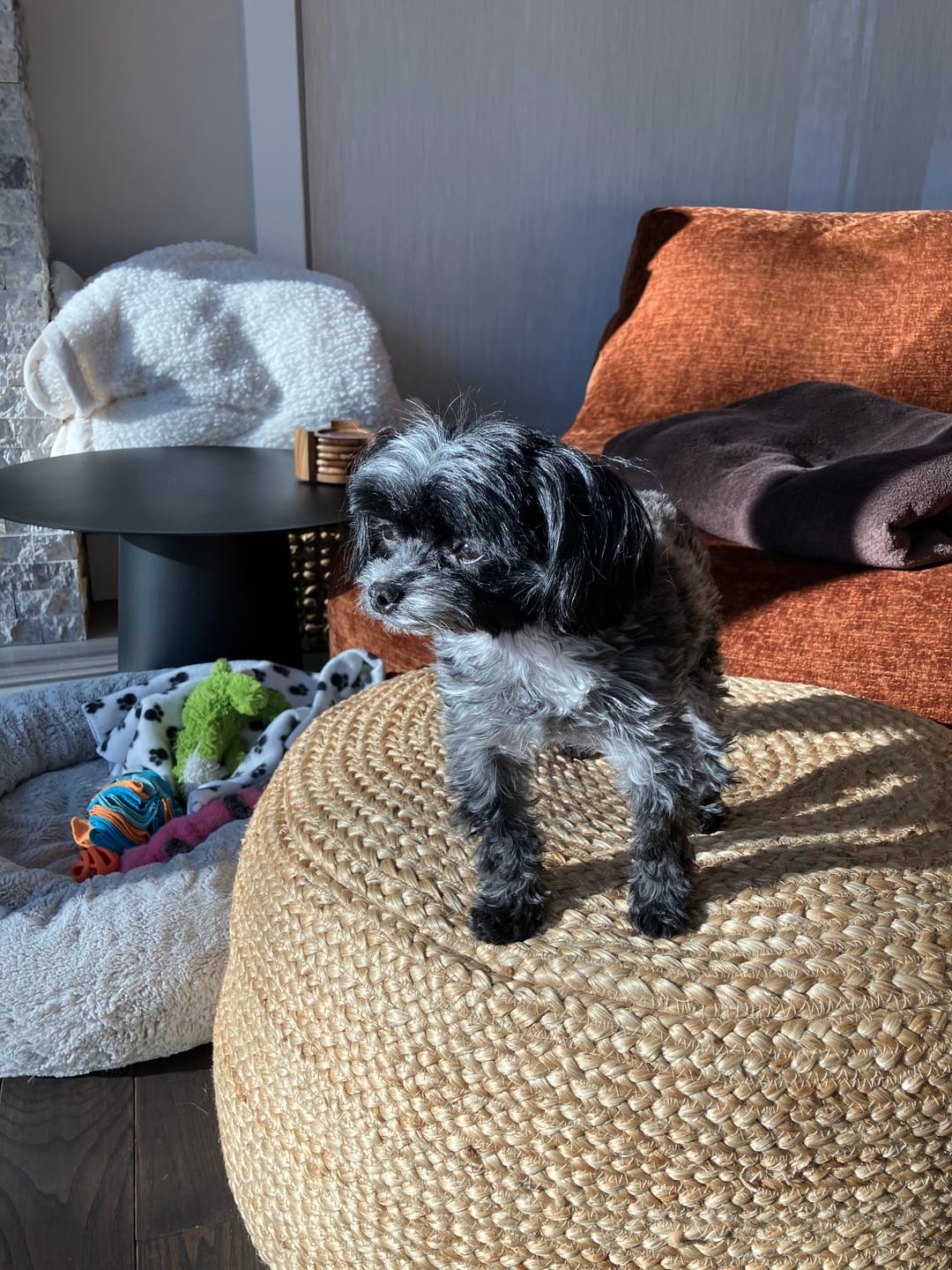 Customer photo review of Stella & Chewy's - Meal Mixers pour chien