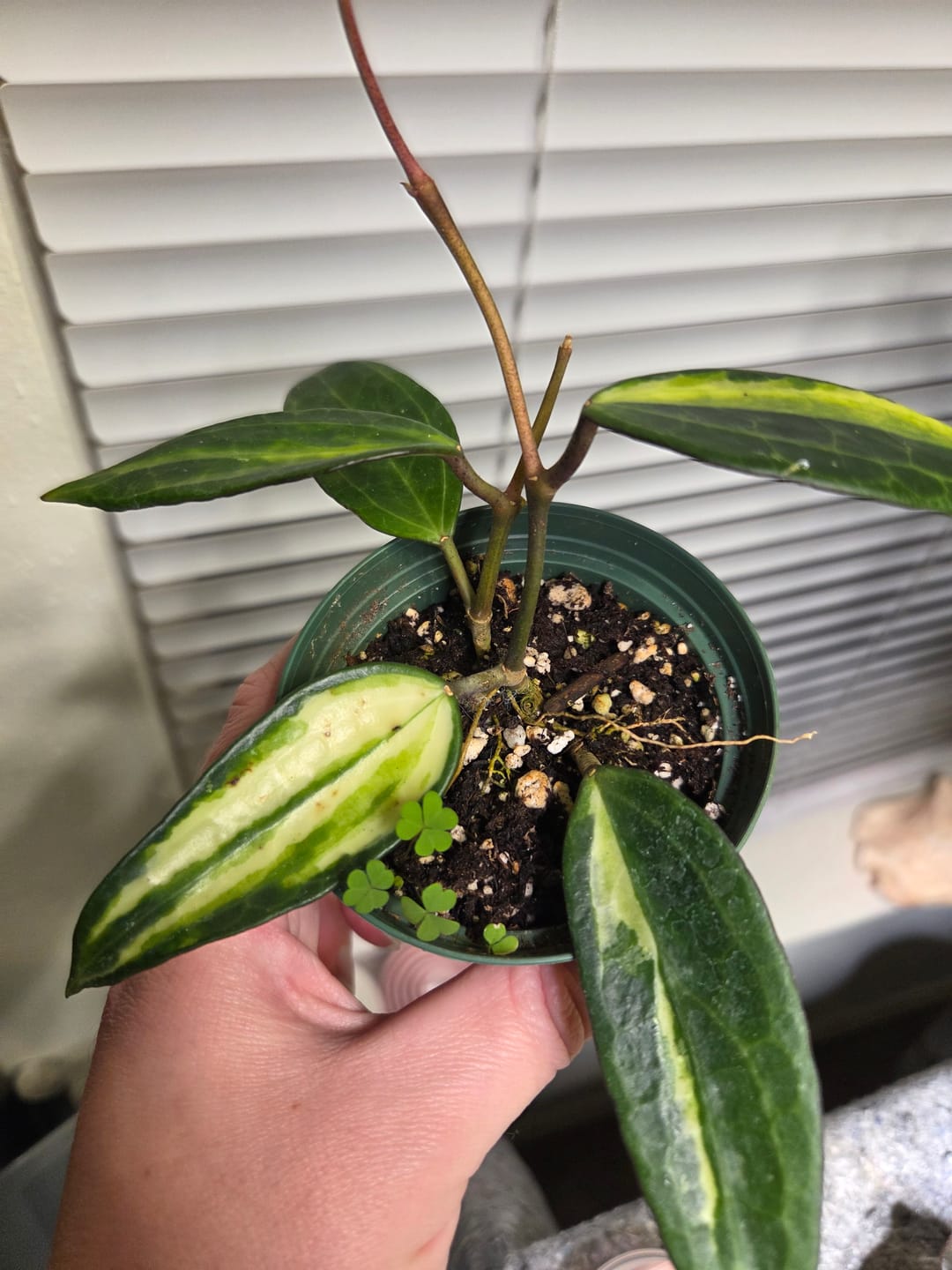 Customer photo review of Hoya latifolia 'Pot of Gold'