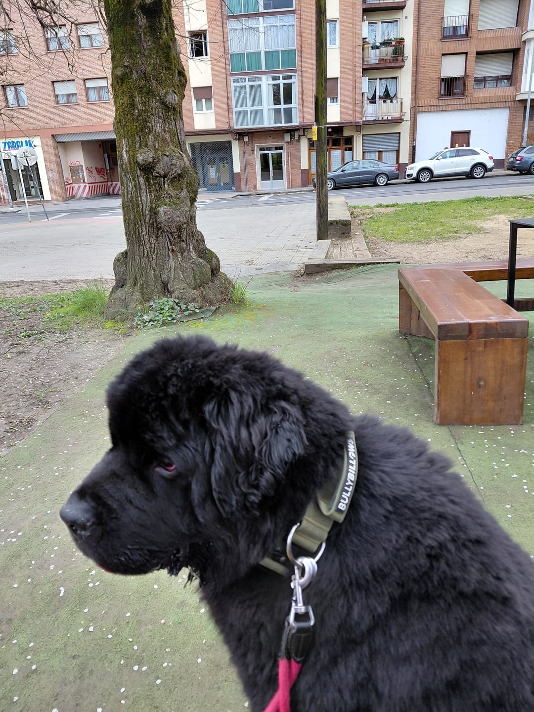 Customer photo review of 5cm Combat® Collar | With Handle & Secure Clip - Khaki
