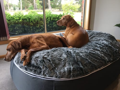 Customer photo review of XXL Luxury Dog Bed - Interior/Outdoor