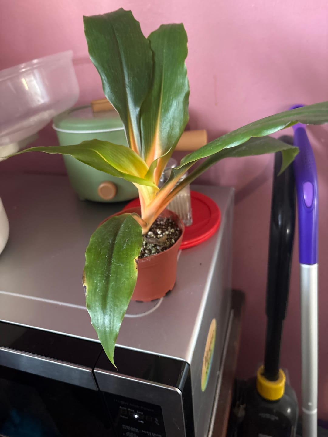 Customer photo review of Chlorophytum 'Fire Flash' 'Mandarin Orange'