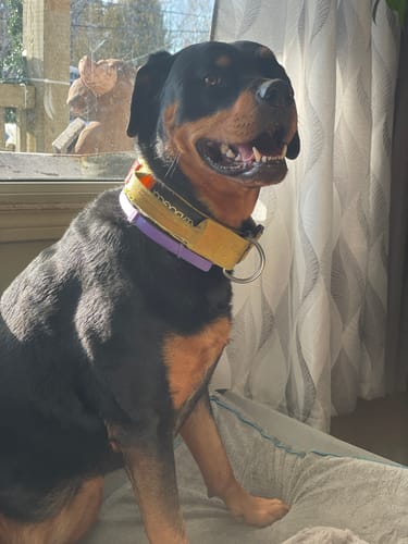Customer's happy Rottweiler sitting indoors wearing the purple PawLax Collar under another collar.