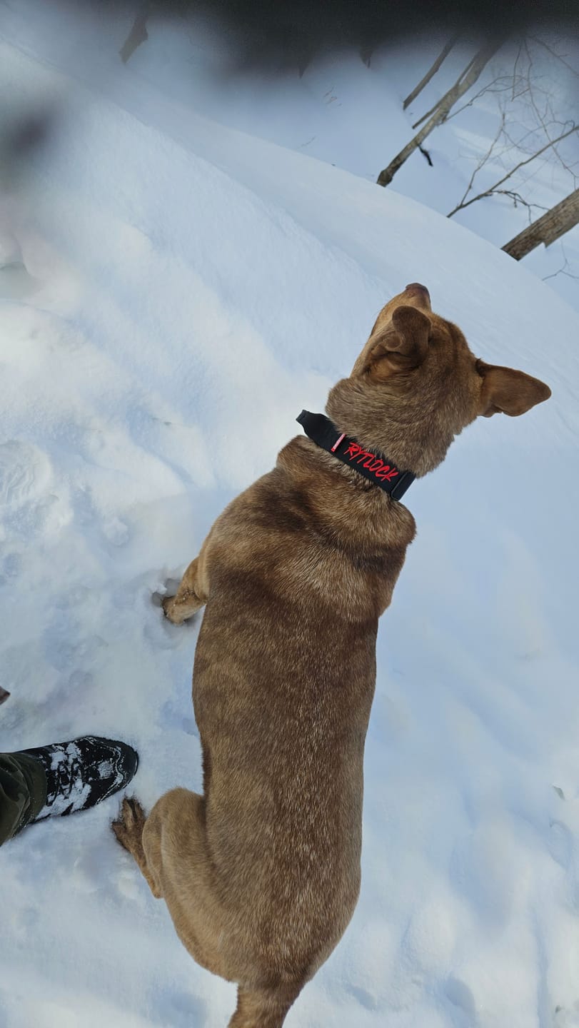 Customer photo review of 1.5" Tacti Slim Dog Collar- Black