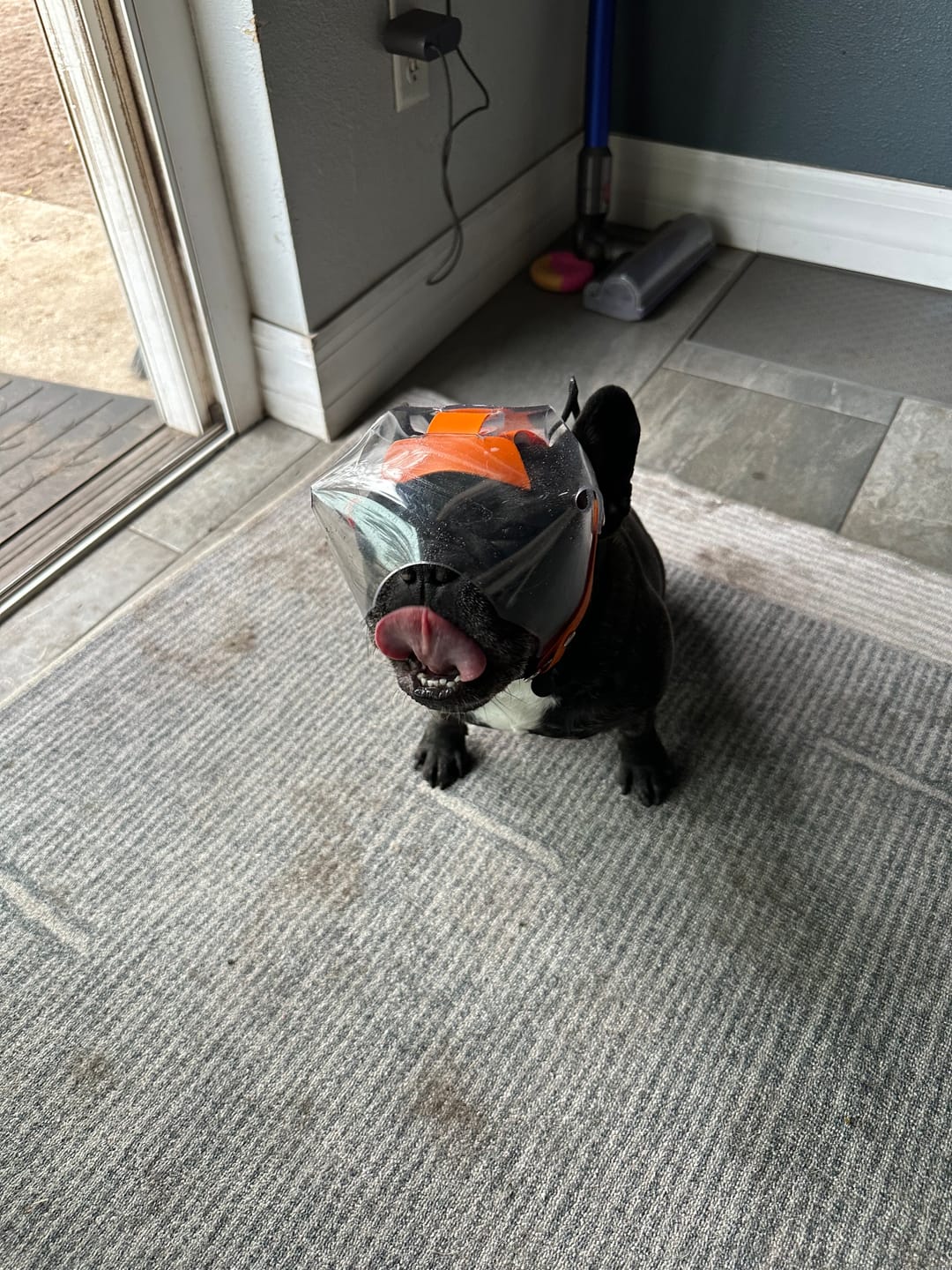 Customer photo review of OptiVizor - Short Snout Version - Clear UV Tint