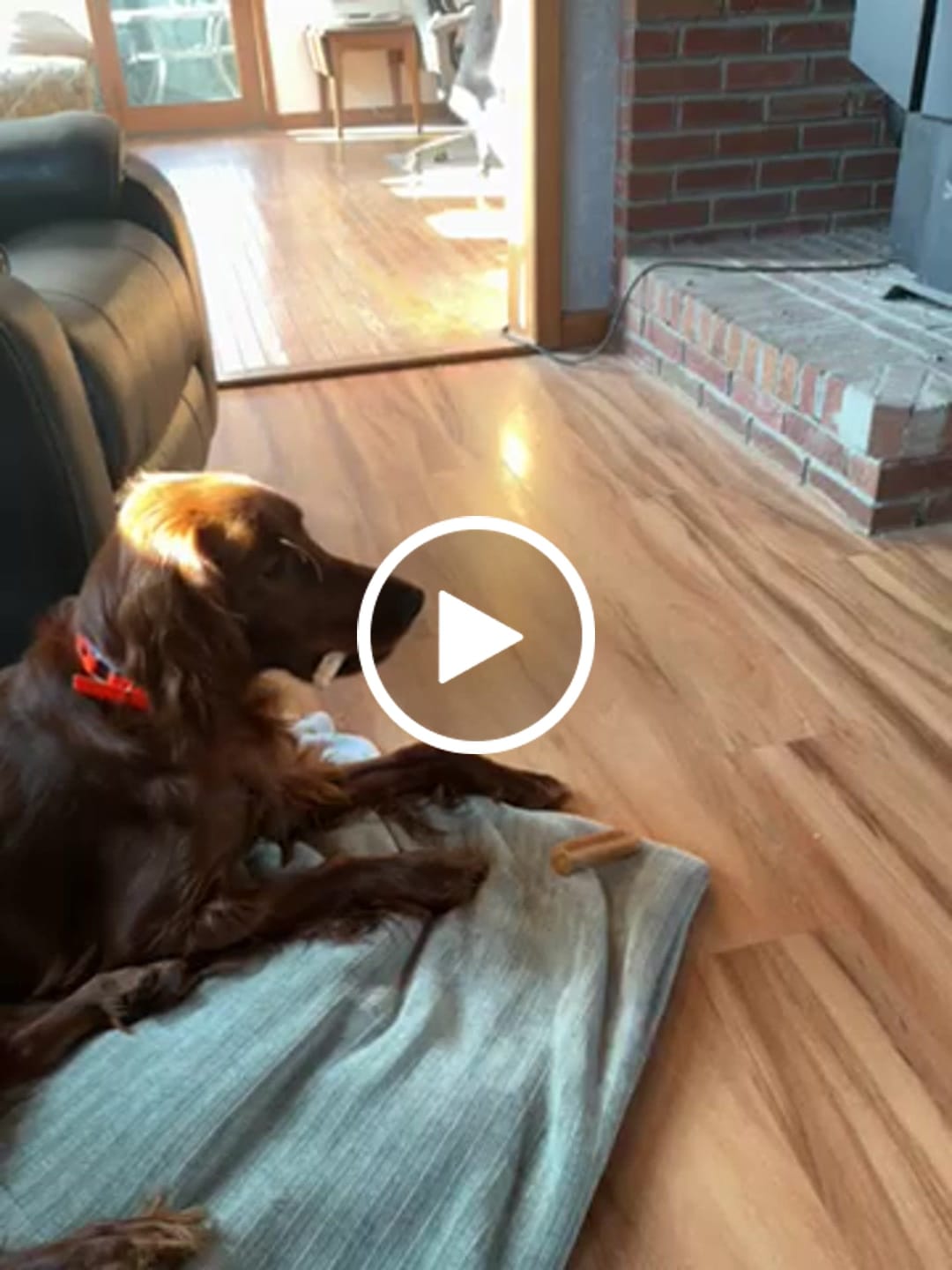 Customer video review of Pumpkin Yak Chews