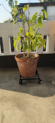 Customer photo review of United Crafts Rozy Wheel Pot Stands for Planters