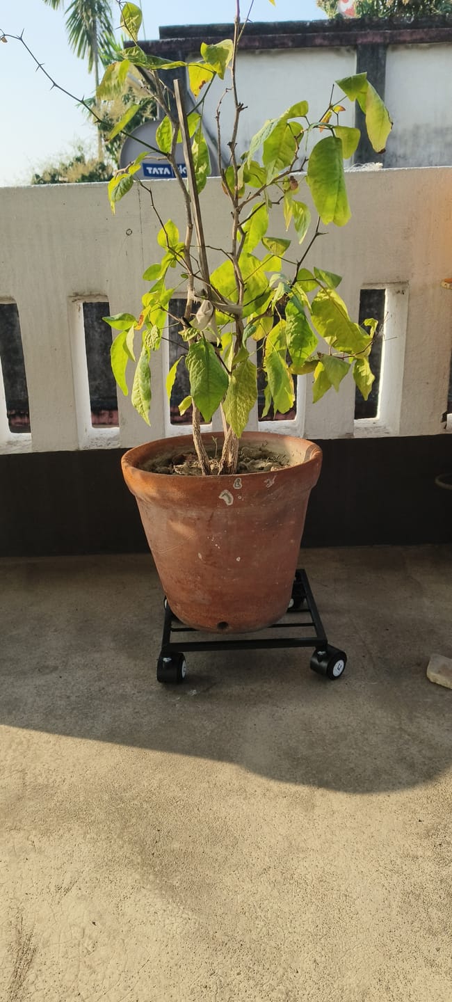 Customer photo review of United Crafts Rozy Wheel Pot Stands for Planters