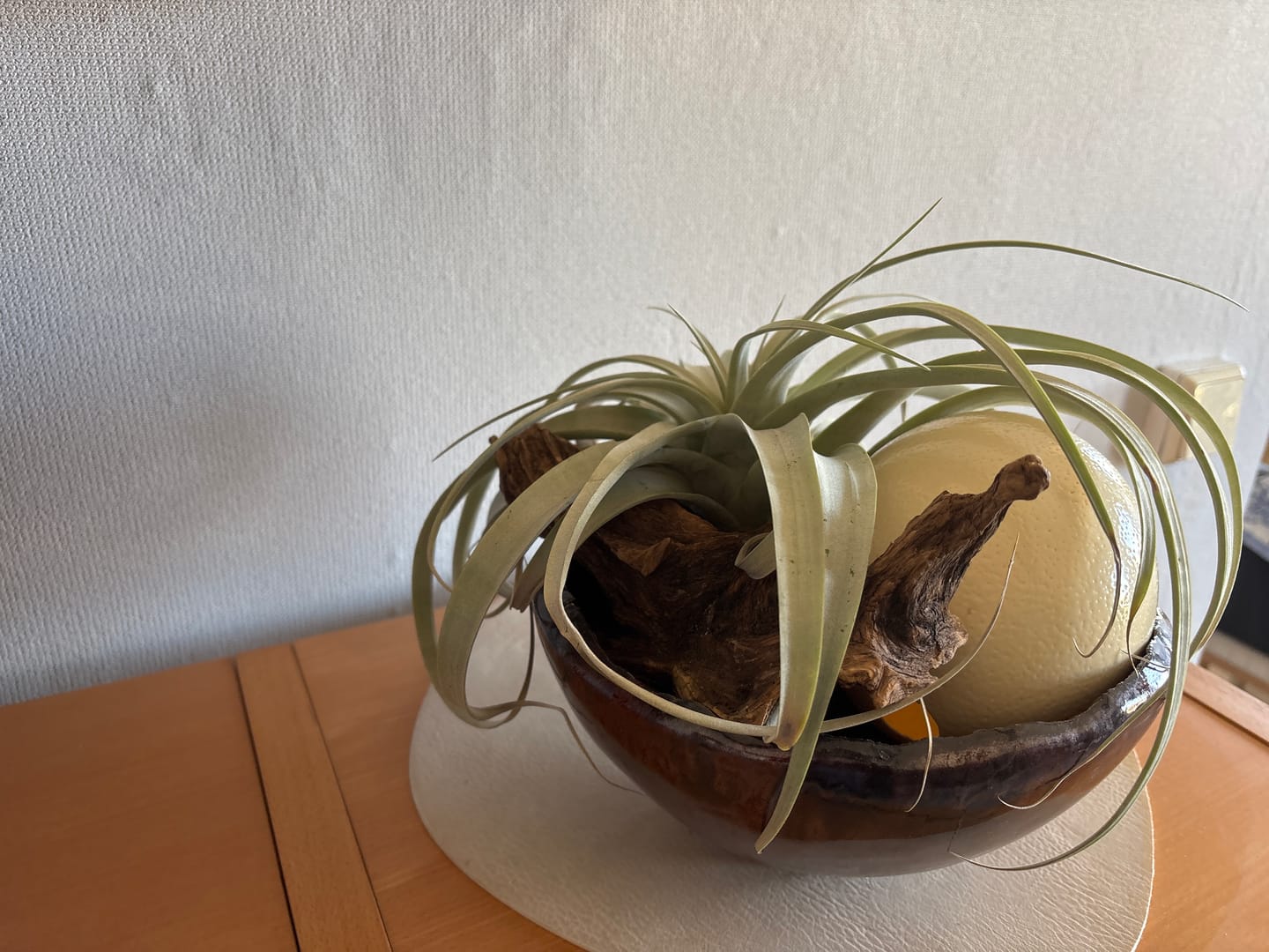Customer photo review of Tillandsia xerographica