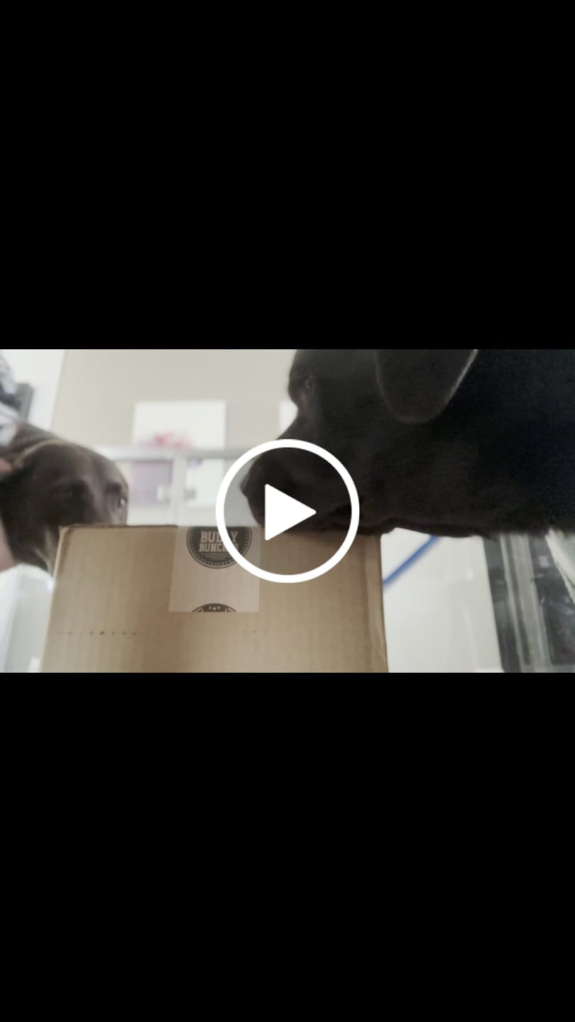 Customer video review of 6 Inch Jumbo Braided Bully Stick