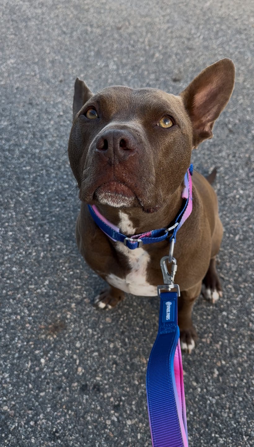 Customer photo review of Cushioned Martingale Collar - Snow Cone