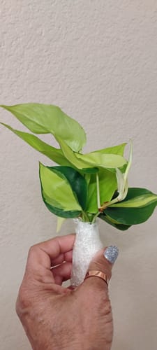 Customer photo review of Rare Pothos cuttings Mix- Marble Pothos / Heart Leaf Philodendron / Silver Pothos / Njoy / Cebu Blue / Neon Pothos / Pick and Choose