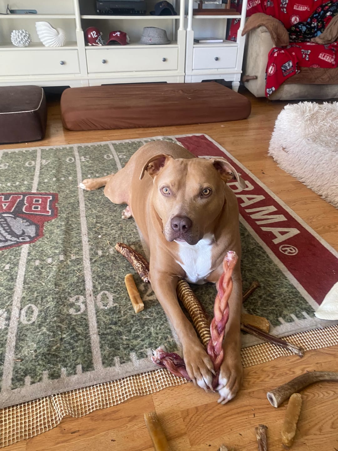 Customer photo review of 12 Inch Jumbo Braided Bully Stick