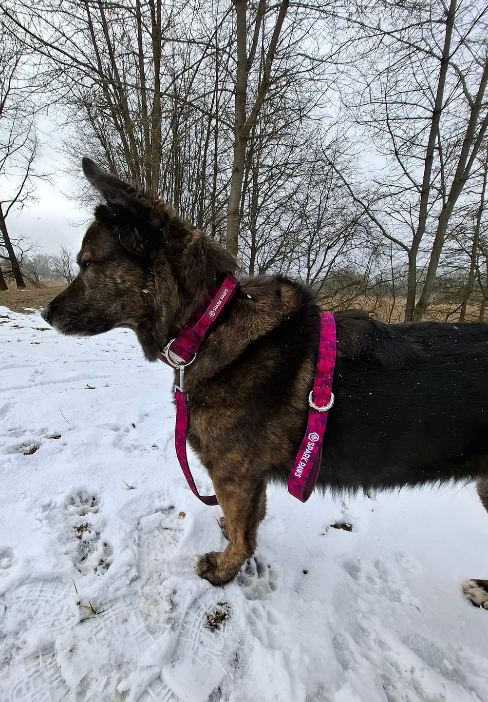 Customer photo review of Leash and Poop Bag Holder Set - Fuchsia Camo
