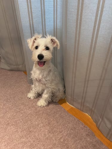 Customer photo review of FunFunPet 高機能ハーネス（お名前タグ作成サービス付き）