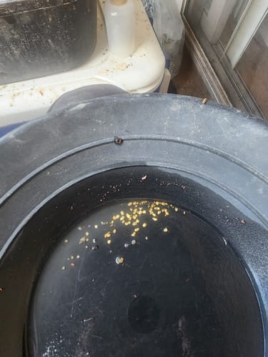 Customer photo review of *BOGO* '150 GRAM GOLD HUNT' - ELITE Gold Paydirt Panning Concentrates