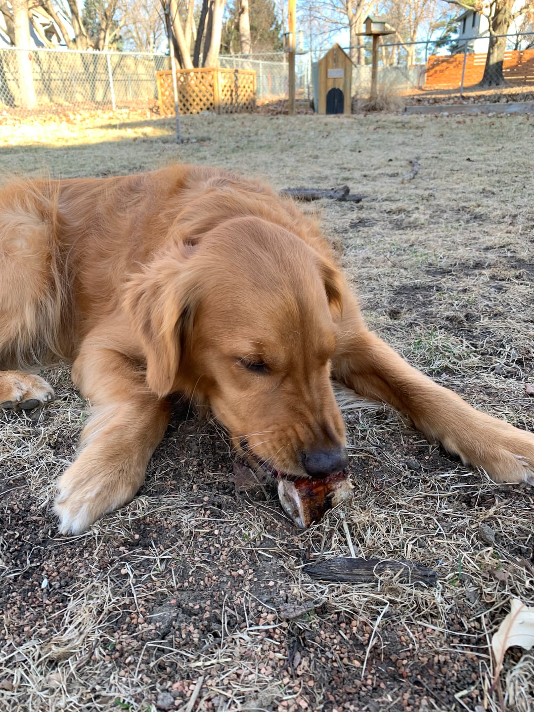Customer photo review of Smoked Beef Marrow Bones