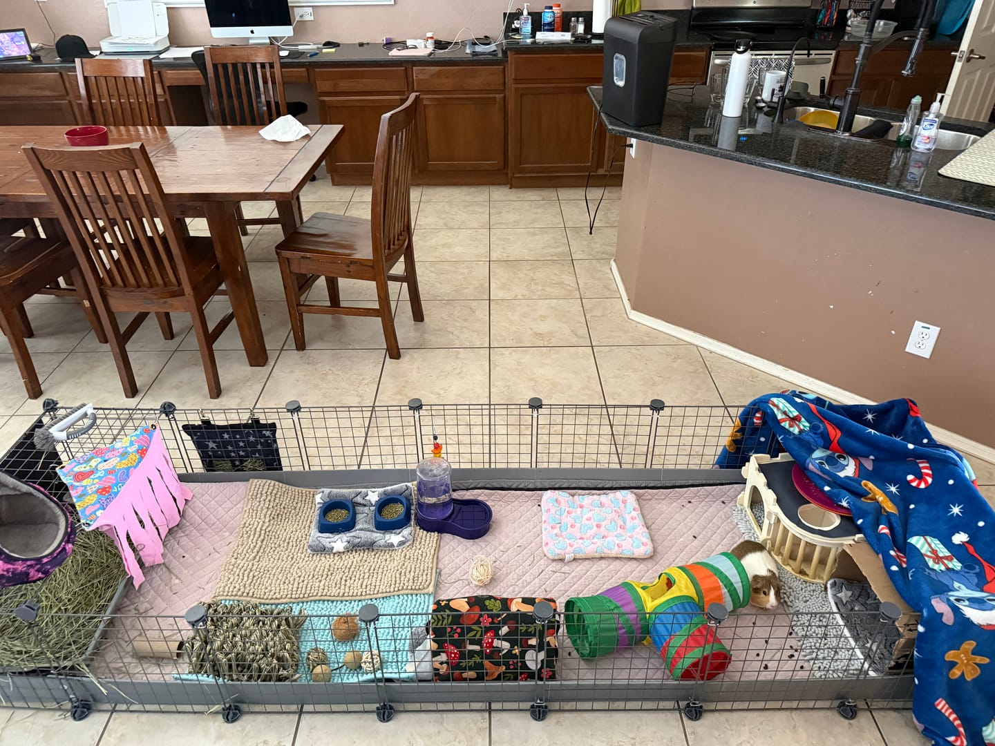 Customer photo review of GuineaDad Piggy Condo Guinea Pig Cage with Balcony & Ramp (C&C)