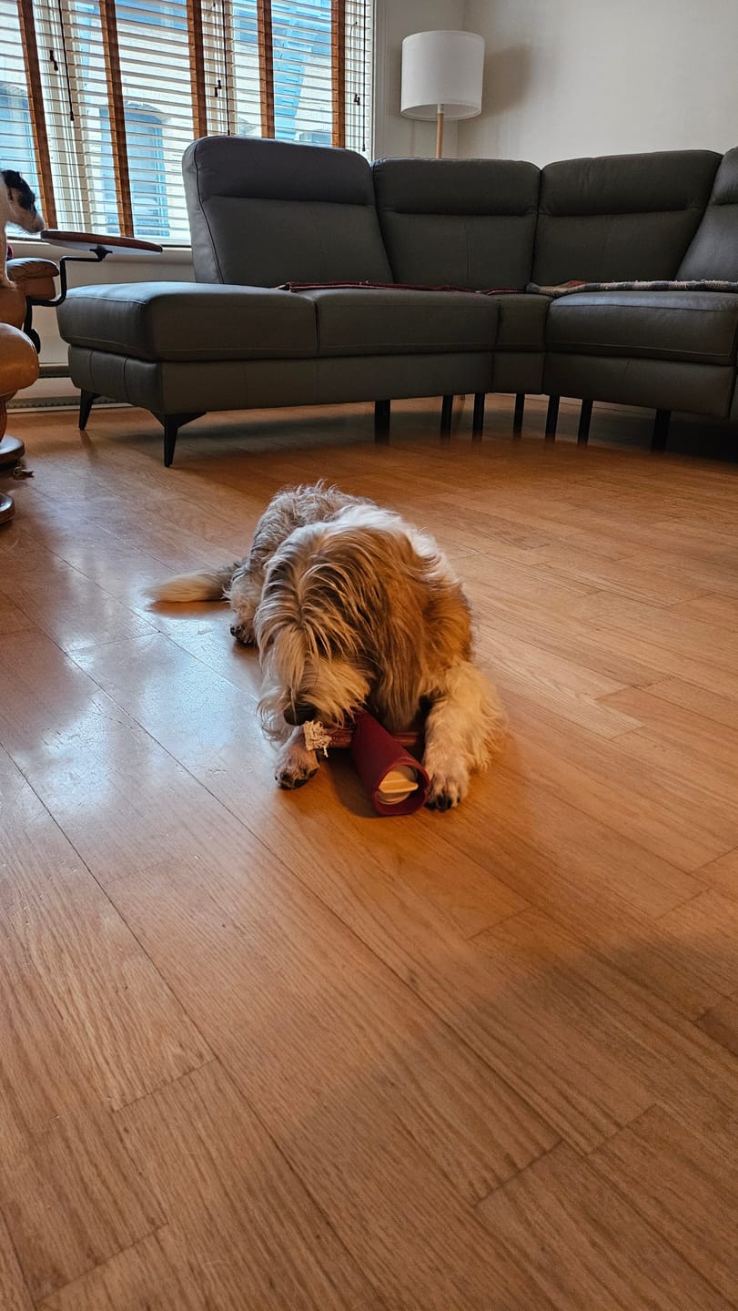 Customer photo review of Bully Stick Safety Holder