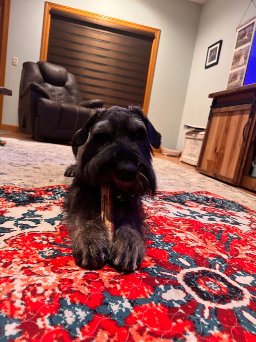 Customer photo review of Power Chewer Trial Pack – Built for the Toughest Chewers!