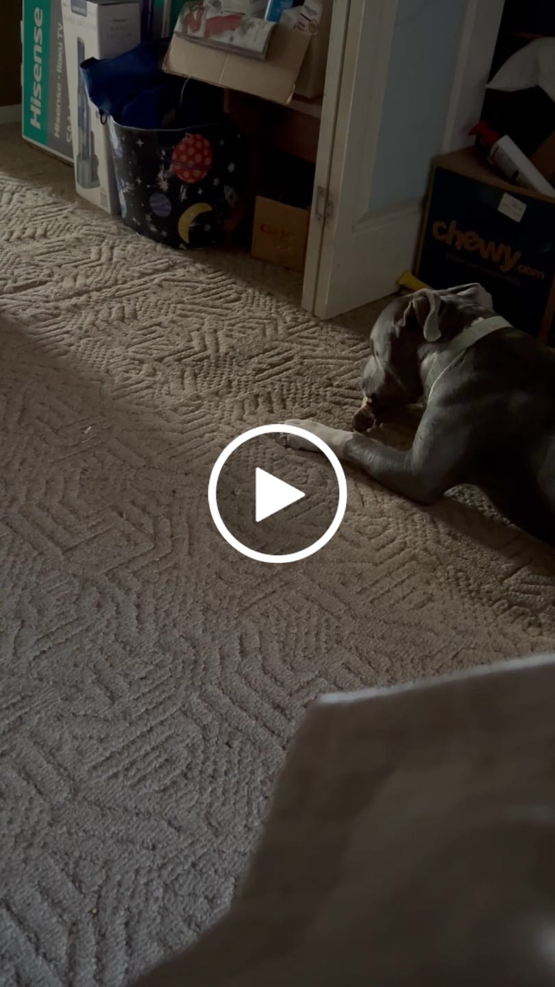 Customer video review of Ostrich Foot Bone (7" x 3.5"): The Flavorful & Long-Lasting Chew for Medium to Large Dogs