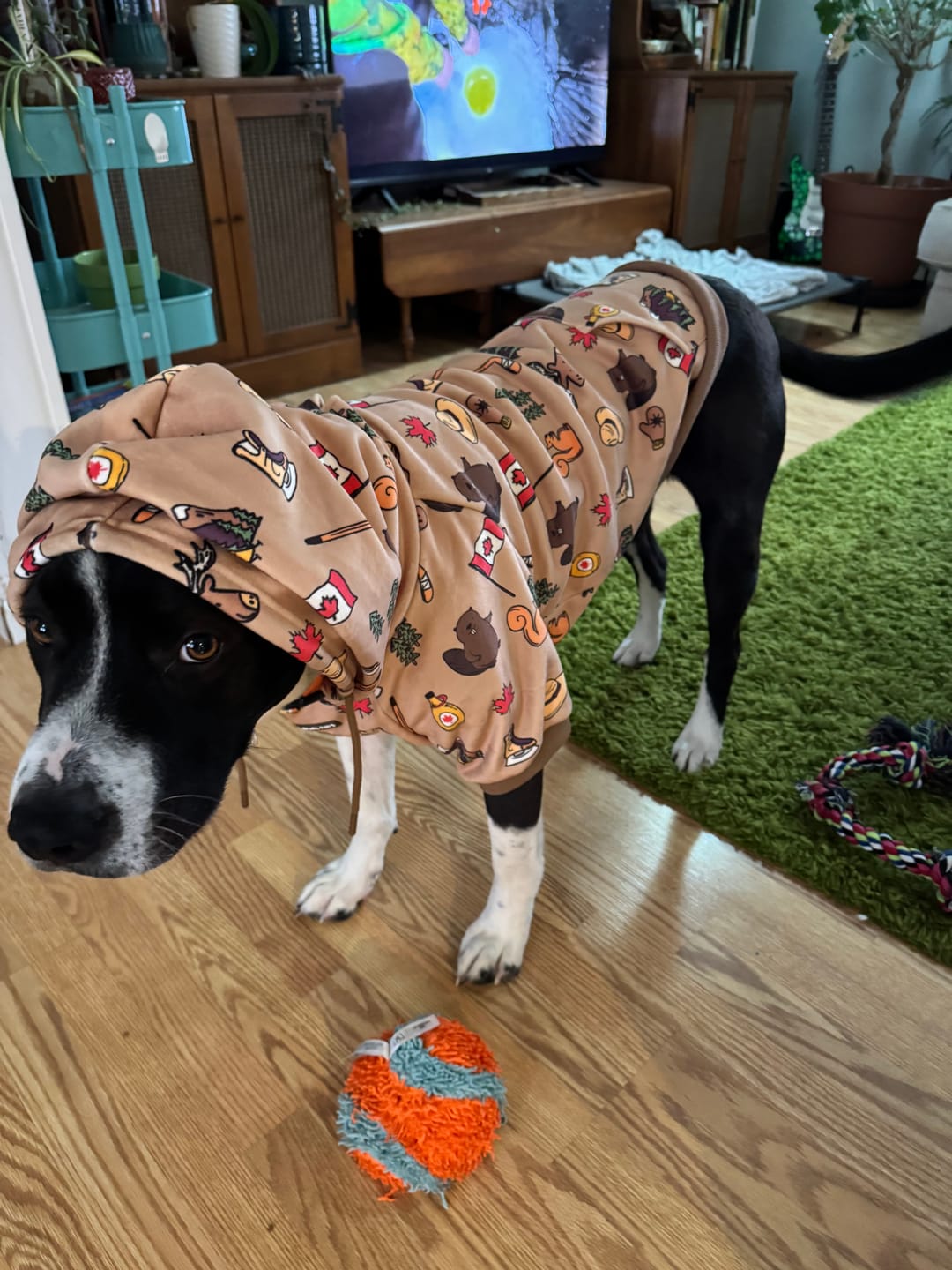 Customer photo review of Canada Dog Hoodie
