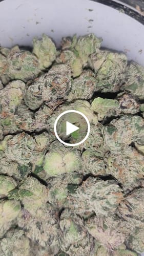 Customer video review of Boutique Exotics Berry Pop - 28 Grams Littles - Hybrid