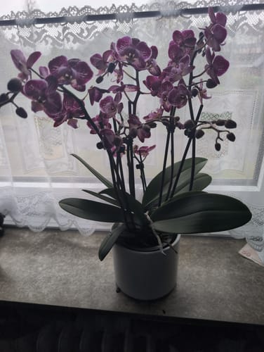 Kunde zeigt die üppige Orchidee Two of Us Coco Purple Rain mit vielen lila-gefleckten Blüten in einem Topf auf einer Fensterbank.
