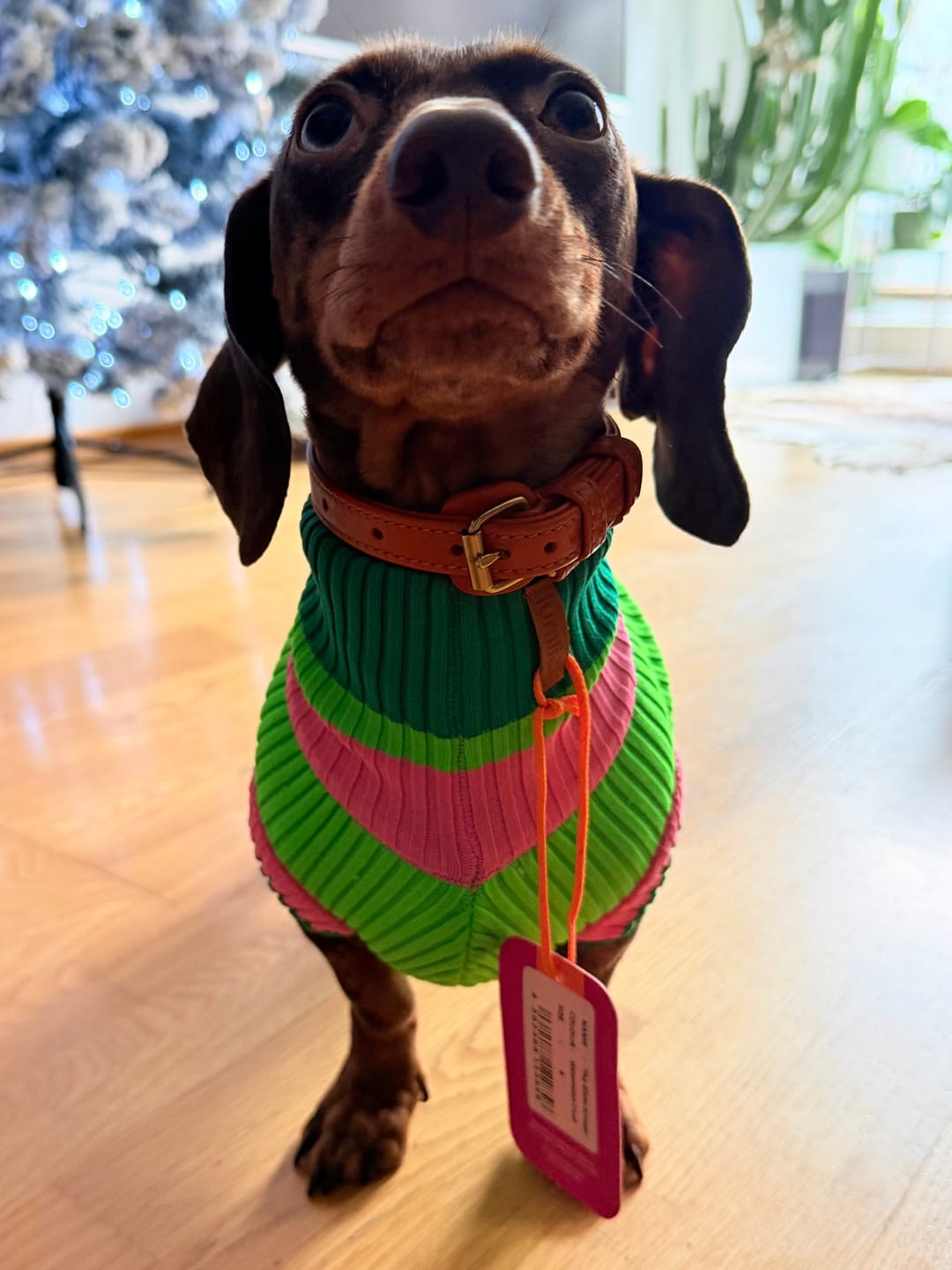 Customer photo review of THE GLOW JUMPER 2.0 - Neon Hundepullover - (Watermelon Crush)