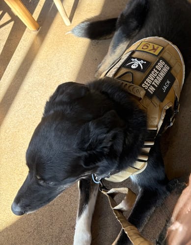 Customer's dog rests on the floor wearing the tan Team K9 Dog Harness, customized with several patches.