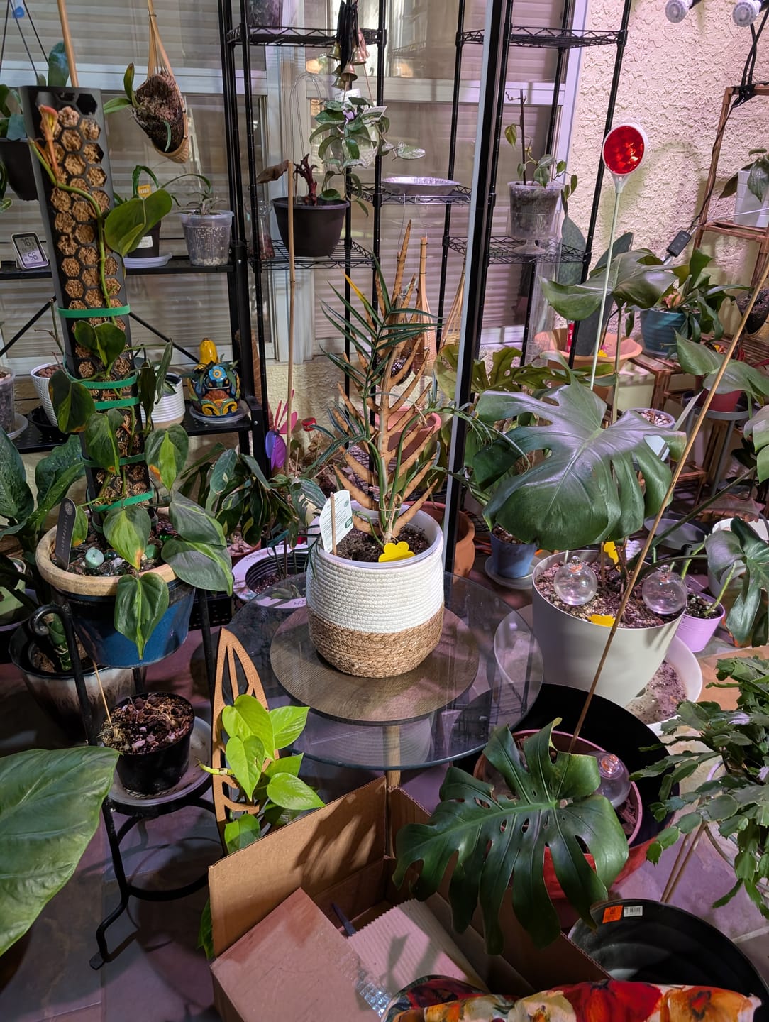 Customer photo review of BARE™ Monstrella™ - Customizable Monstera shaped wooden plant support