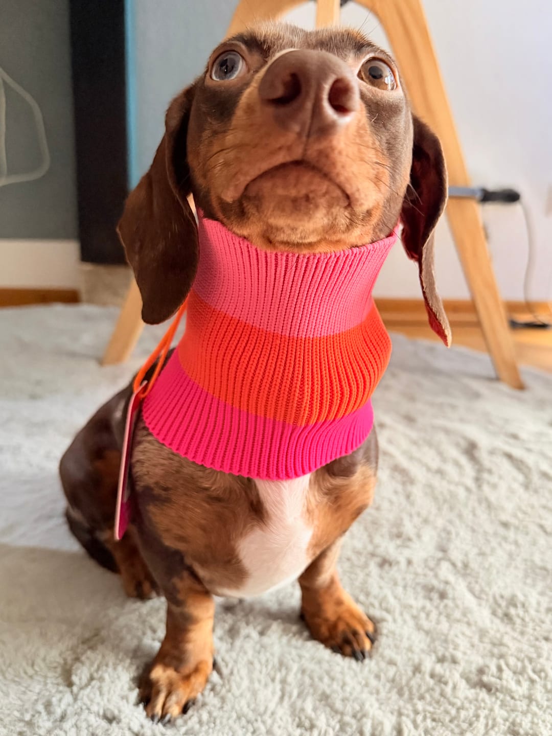 Customer photo review of THE GLOW LOOP 2.0 - Neon Hundeschal - (Sunny Tangerine)
