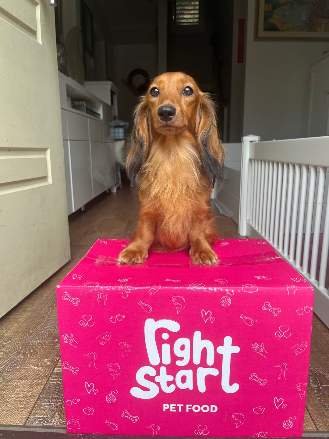 Customer photo review of Beef for Dogs
