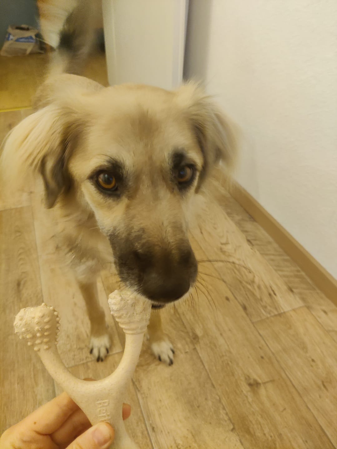 Customer photo review of BetterBone Hundeknochen – Nachhaltig, Zahnfreundlich & Langlebiges Kauspielzeug