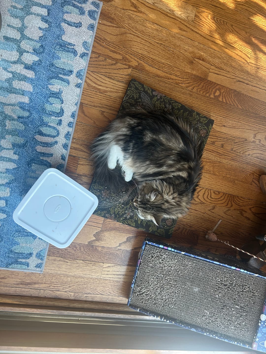 Customer photo review of Strawberry Vine - Luxury Cat Scratching Board