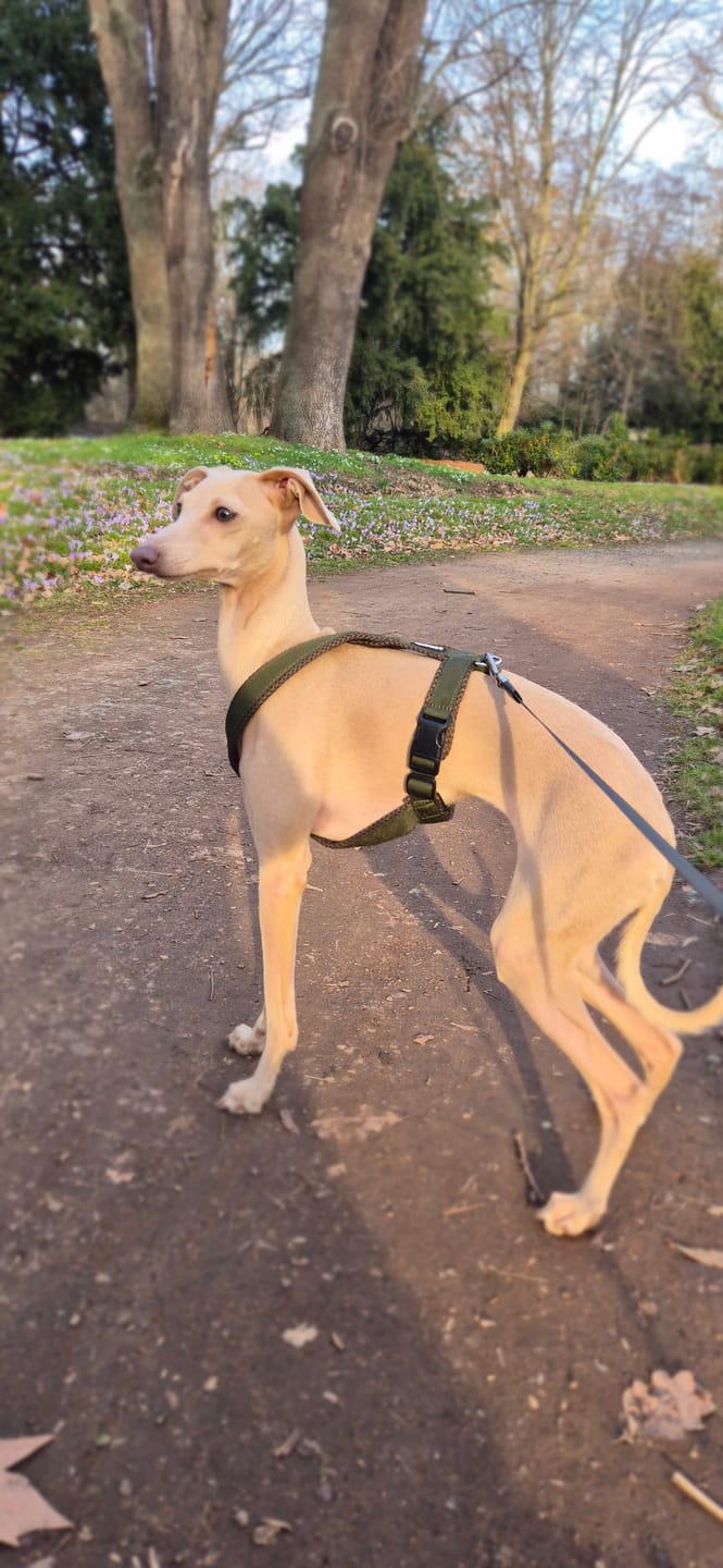 Customer photo review of Windhundgeschirr FUN Welpe/Windspiel "Mountain Green"