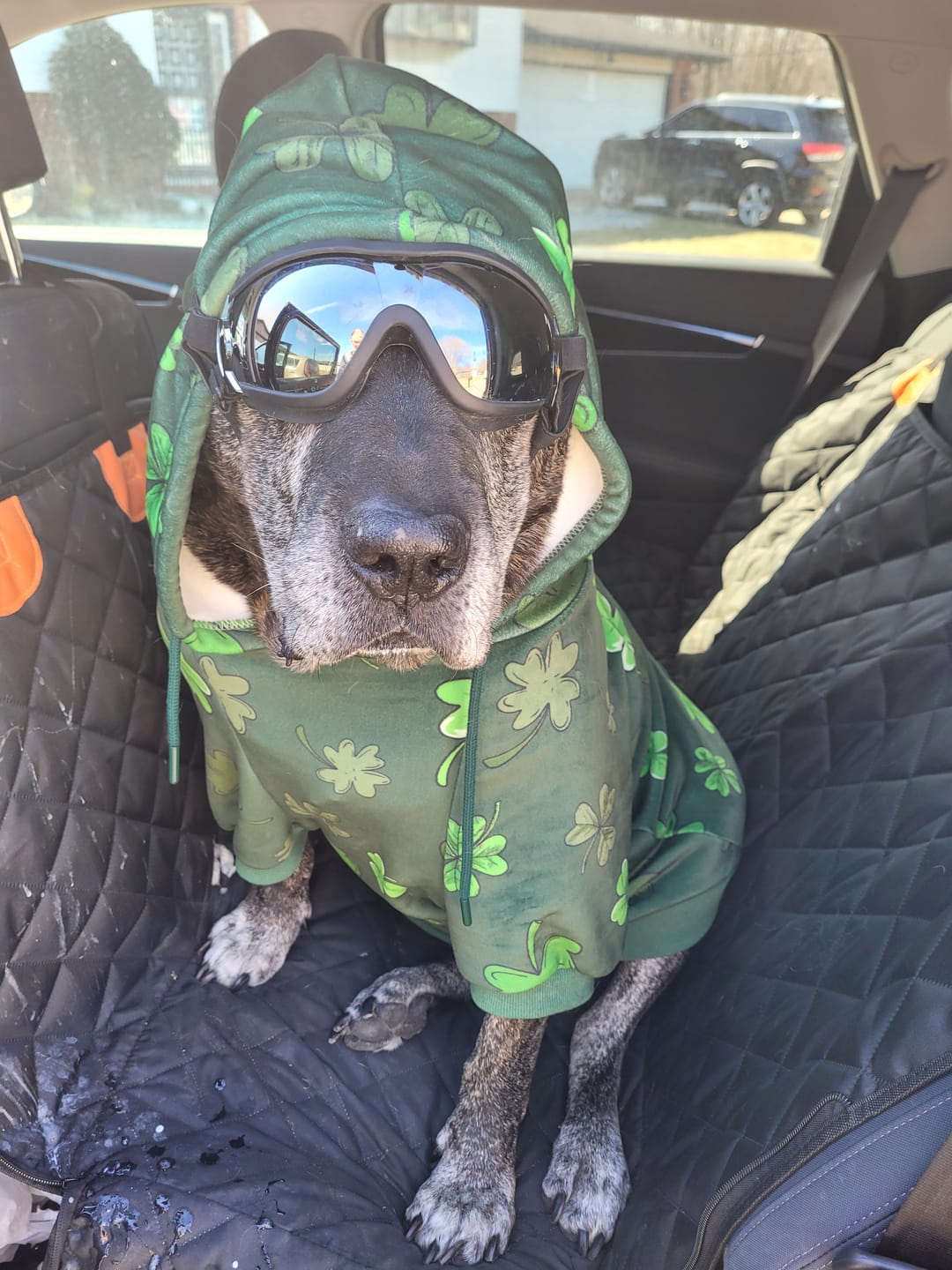 Customer photo review of St. Paddy's Dog Hoodie - Dark Green (Limited Edition)