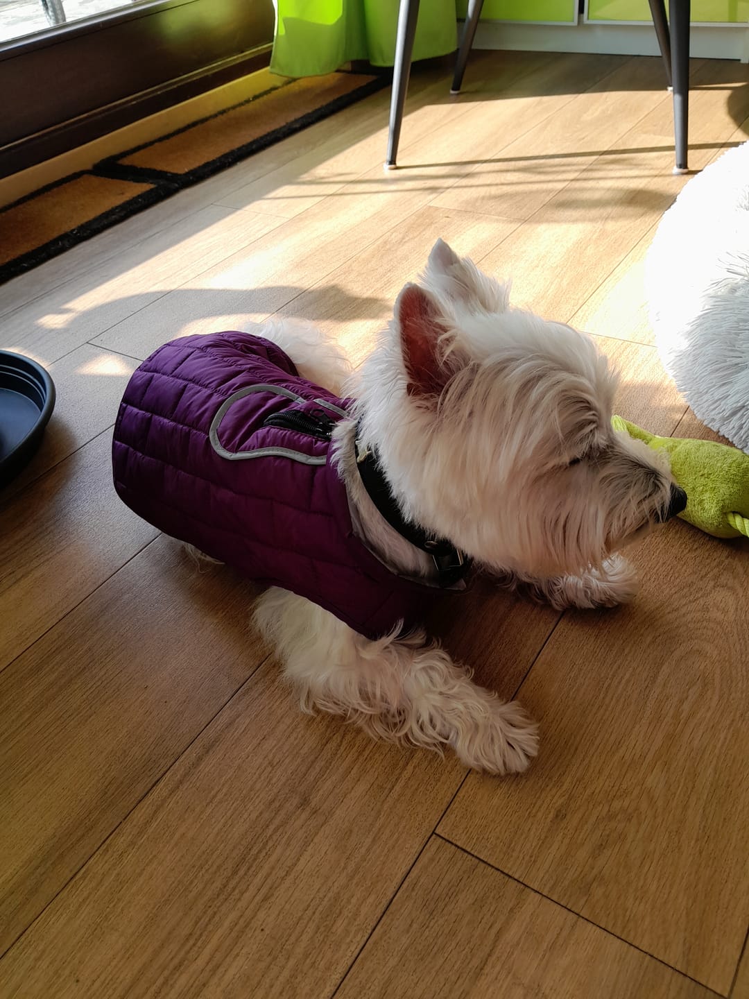 Customer photo review of Emmalove - Wasserdichte Hundeweste