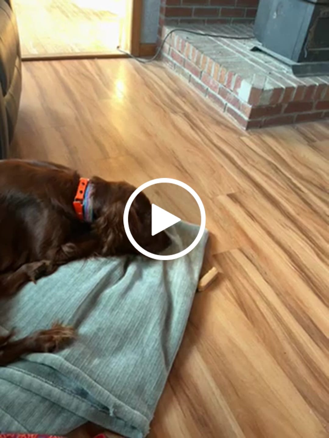 Customer video review of 6-Inch Standard Bully Sticks