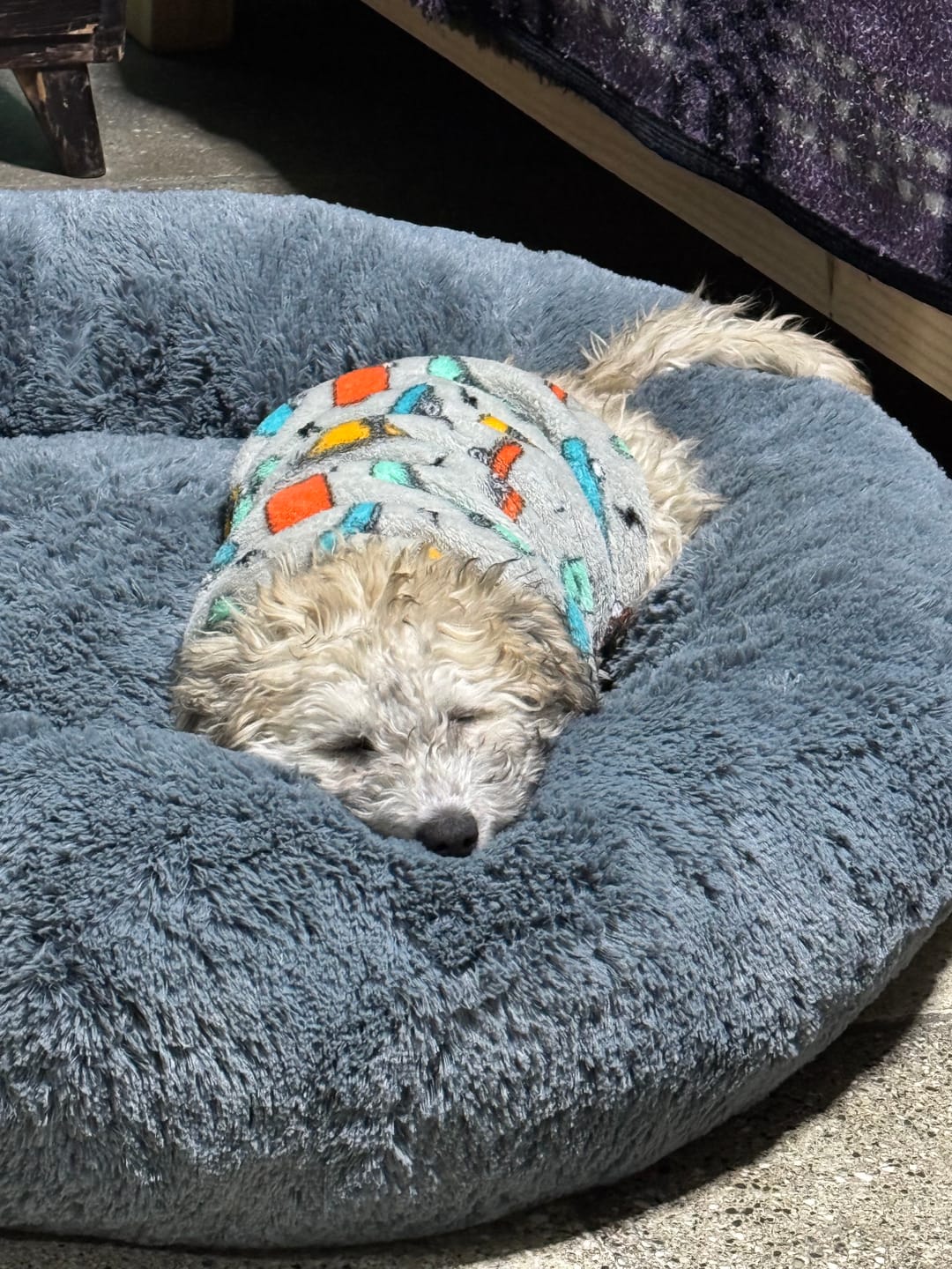 Customer photo review of Funda Original para Cama Antiestrés para Perros