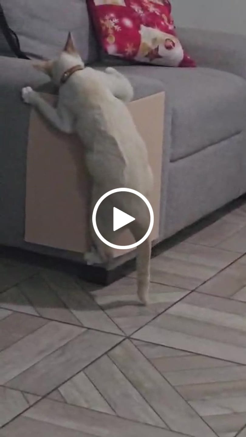 Customer video review of CT3262 1 Pieza Protectora Tipo Alfombrilla Rascador Para Gatos