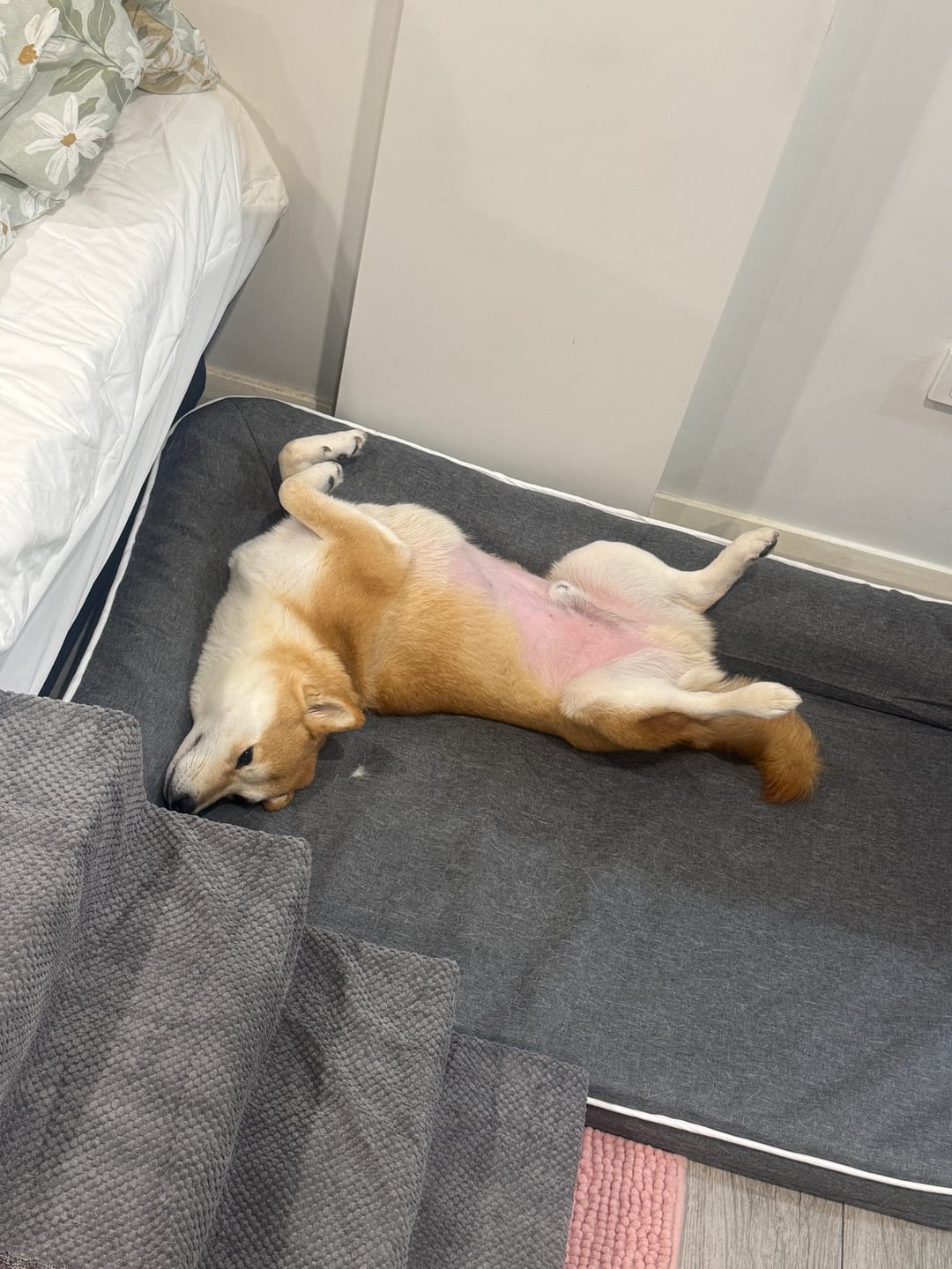Customer photo review of Orthopedic Pet Bed Memory Foam With Cooling Gel