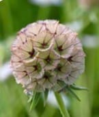Customer photo review of Semillas Scabiosa Paper Moon