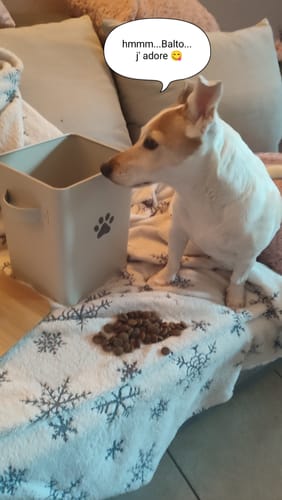 Avis d'un client : un petit chien regardant une portion de croquettes au poulet frais sur une couverture.