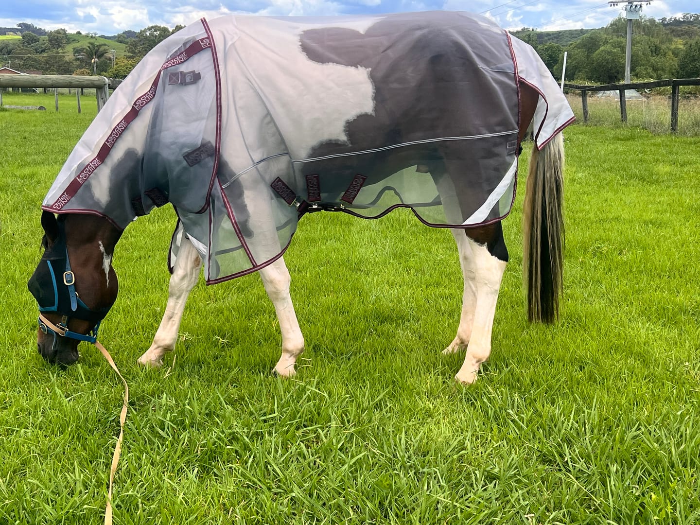 Customer photo review of LE Defender Anti-Insect Fly Rug