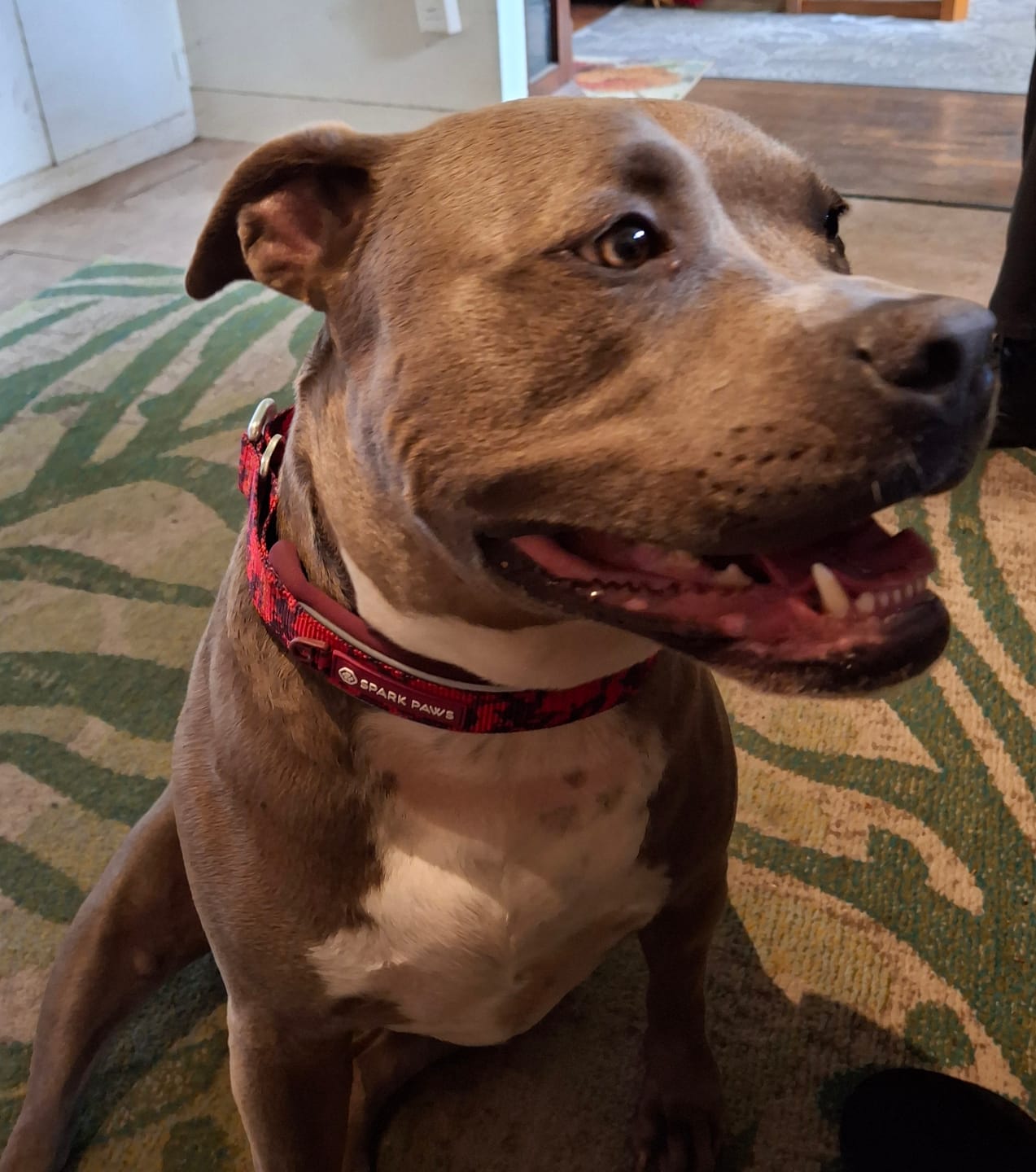 Customer photo review of Cushioned Martingale Collars