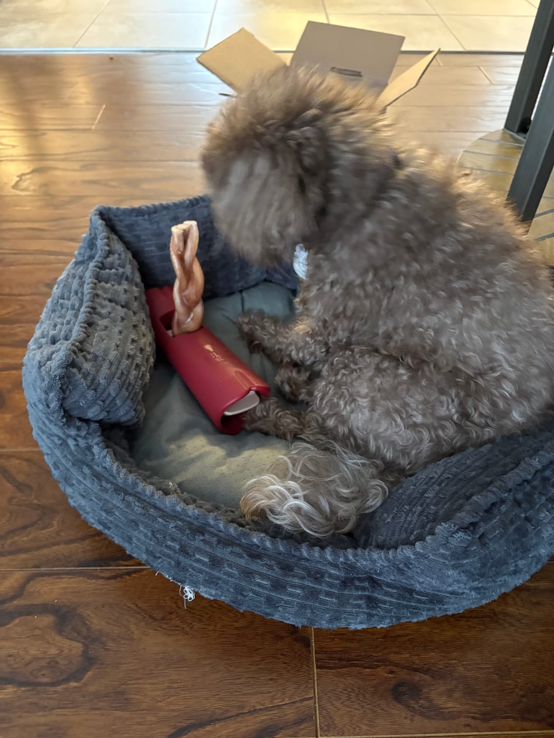 Customer photo review of 6 Inch Standard Braided Bully Stick
